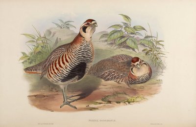 Perdix hodgsoniae door John Gould